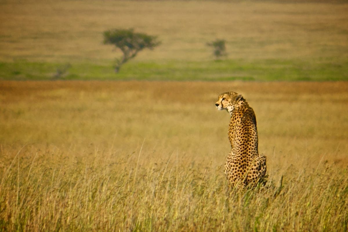 East Africa